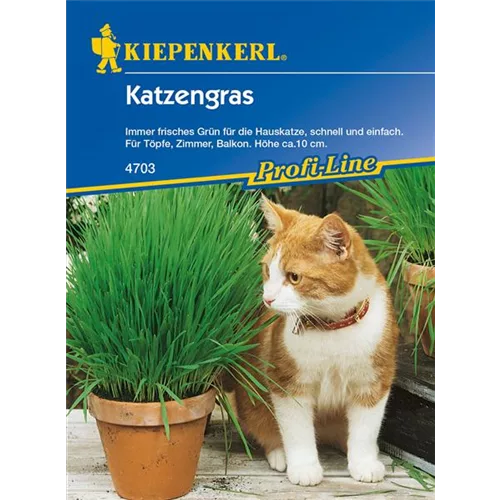 Katzengras