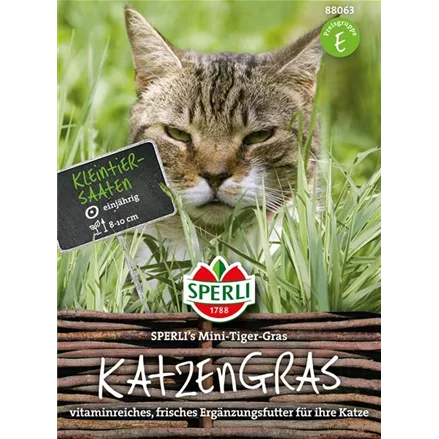 Katzengras