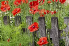 Klatsch-Mohn 3-5 m²