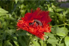 Klatsch-Mohn 3-5 m²