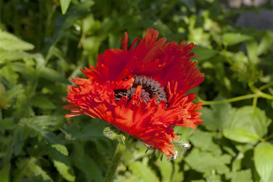 Klatsch-Mohn 3-5 m²