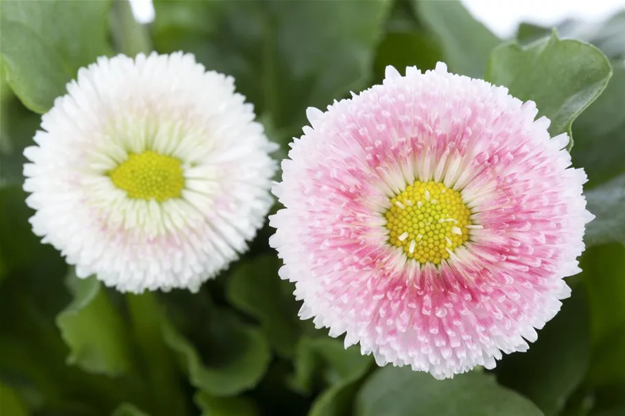 Gänseblümchen Inhalt reicht für ca. 200 Pflanzen