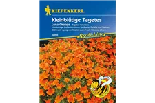 Kleinblütige Tagetes 'Luna Orange' ca. 80 Pflanzen