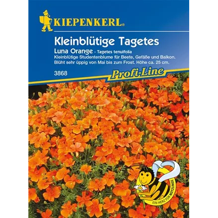 Kleinblütige Tagetes 'Luna Orange'