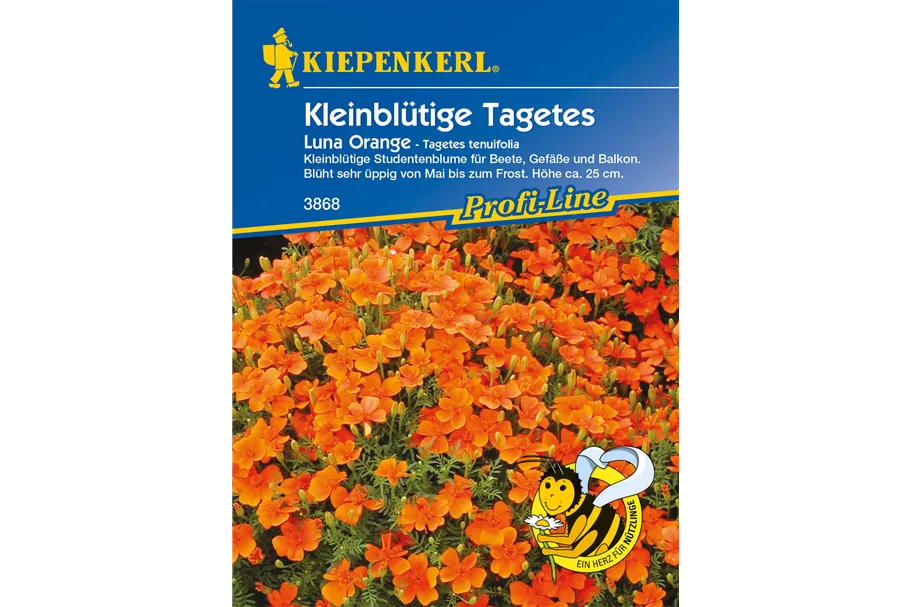 Kleinblütige Tagetes 'Luna Orange' ca. 80 Pflanzen