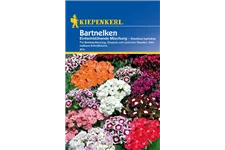 Garten-Bart-Nelke ca. 50 Pflanzen