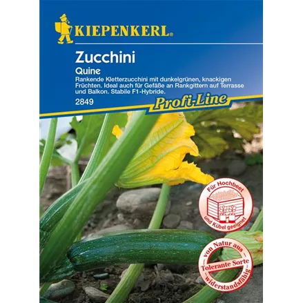 Kletter-Zucchini 'Quine'