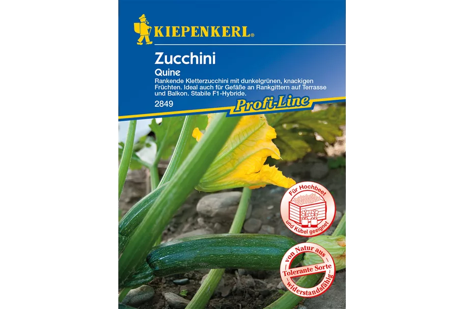 Kletter-Zucchini 'Quine' 10 Korn