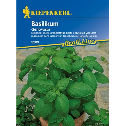 Garten-Basilikum 'Genoveser'