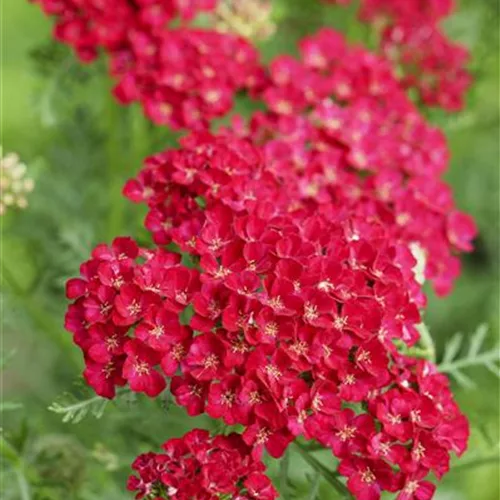 Vielblättrige Garbe 'Pomegranate'