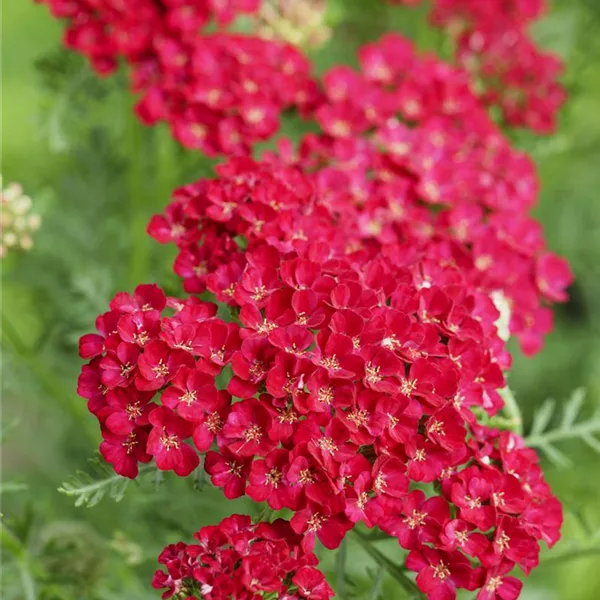 Vielblättrige Garbe 'Pomegranate'