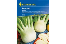 Knollenfenchel 'Rondo' ca. 50 Pflanzen