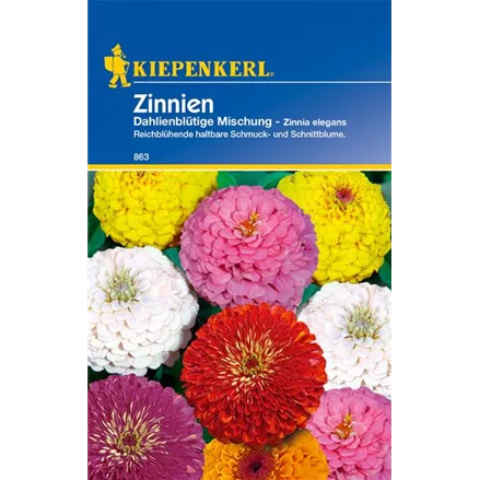 Dahlienblütige Zinnie