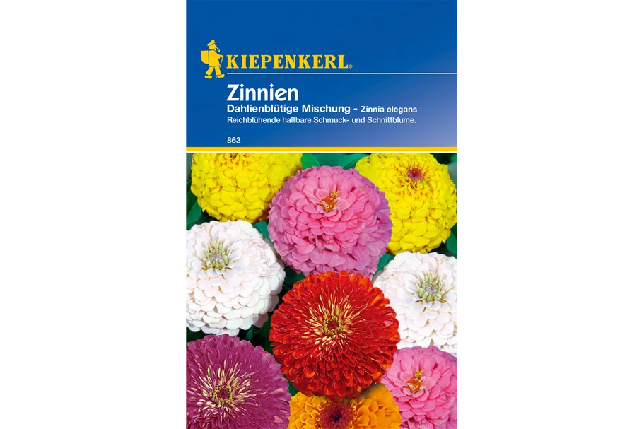 Dahlienblütige Zinnie ca. 50 Pflanzen