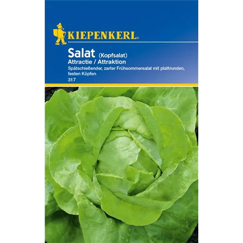 Kopfsalat 'Attraktion'