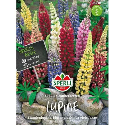 Garten-Lupine 'Zauberkerze'