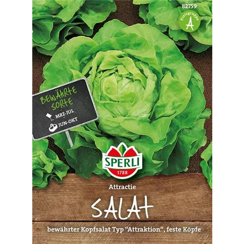 Kopfsalat 'Attraktion'