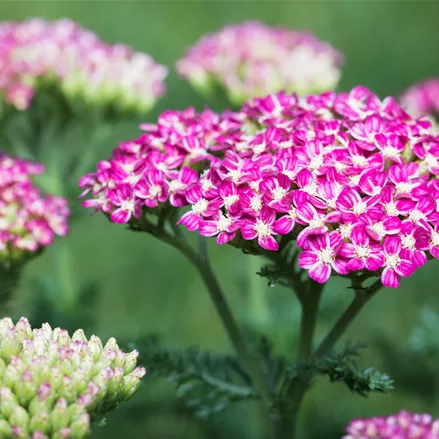 Vielblättrige Garbe 'Cerise Queen'