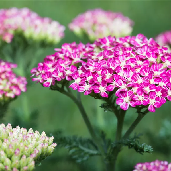 Vielblättrige Garbe 'Cerise Queen'