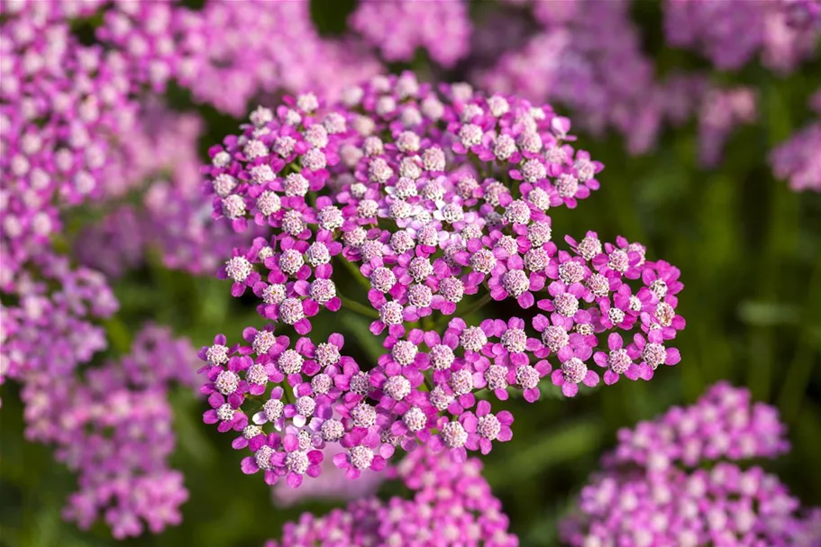 Vielblättrige Garbe 'Lilac Beauty' 9 x 9 cm Topf 0,5 Liter