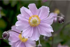 Herbst-Anemone 'September Charm' 9 x 9 cm Topf 0,5 Liter