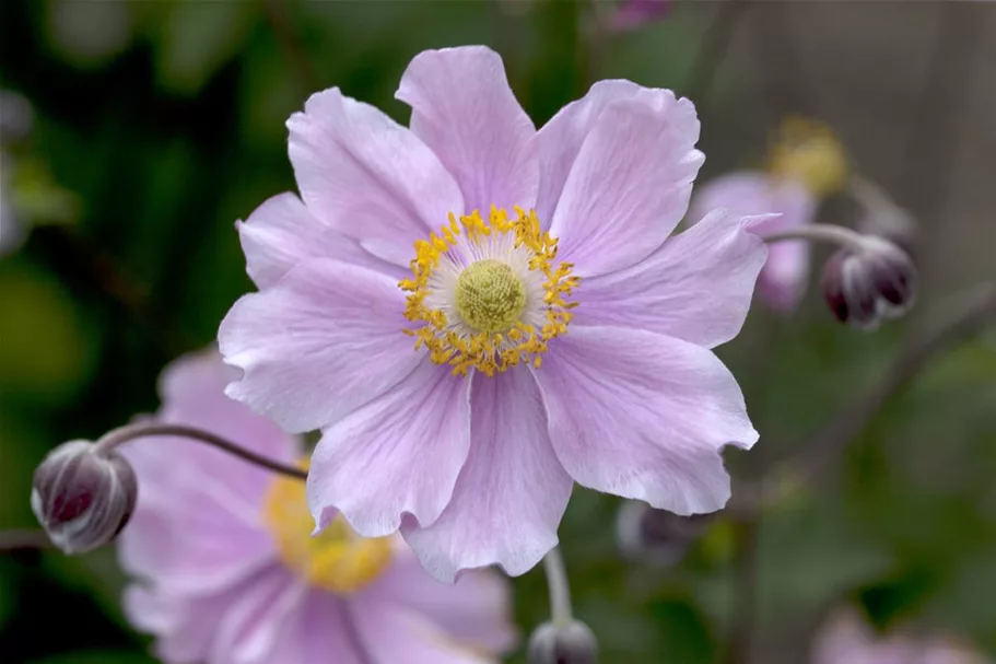 Herbst-Anemone 'September Charm' 9 x 9 cm Topf 0,5 Liter