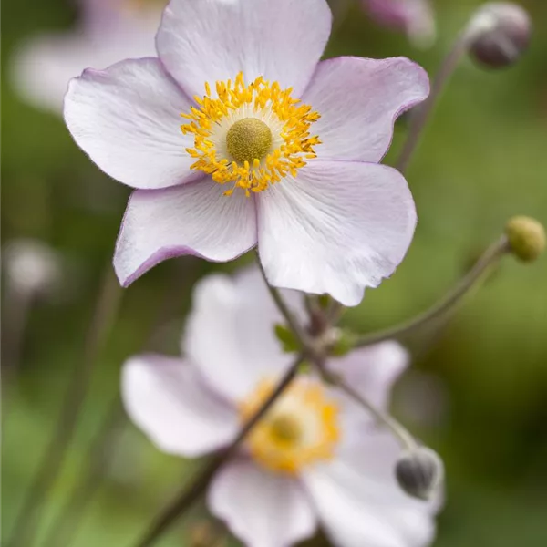 Herbst-Anemone 'Herbst-Anemone'