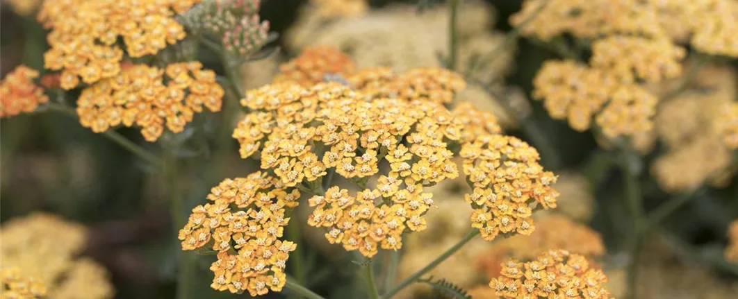 Achillea millefolium 'Terracotta' (GS427336.jpg)