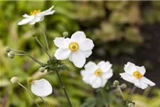 Herbst-Anemone 'Honorine Jobert' 9 x 9 cm Topf 0,5 Liter