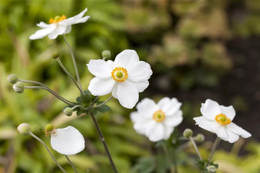 Herbst-Anemone 'Honorine Jobert' 9 x 9 cm Topf 0,5 Liter