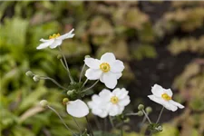 Herbst-Anemone 'Honorine Jobert' 9 x 9 cm Topf 0,5 Liter