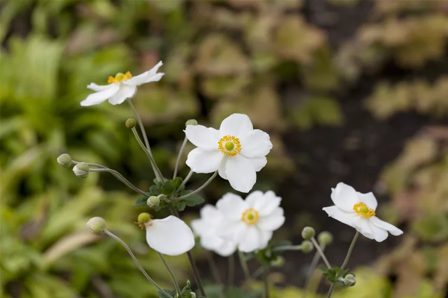 Herbst-Anemone 'Honorine Jobert' 9 x 9 cm Topf 0,5 Liter