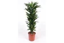 Drachenbaum 'Janet Lind' Topfgröße 30 cm, Pflanzenhöhe 140 cm