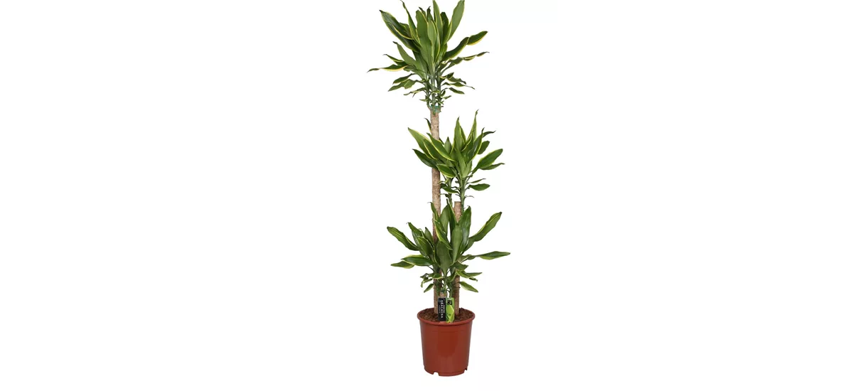 Drachenbaum 'Golden Coast' Topfgröße 24 cm, Pflanzenhöhe 140 cm