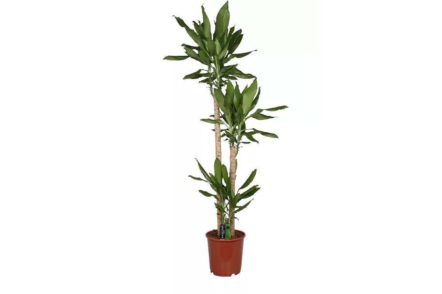 Drachenbaum 'Green' Topfgröße 24 cm, Pflanzenhöhe 150 cm