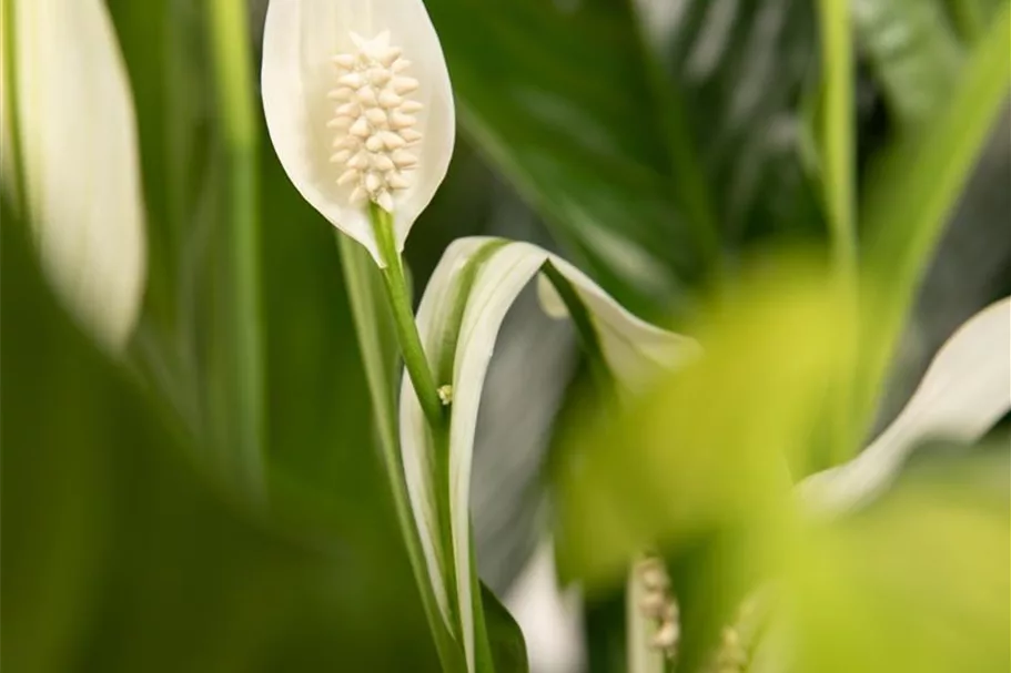 Einblatt 'Sweet Chico' Topfgröße 13 cm, Pflanzenhöhe 55 cm