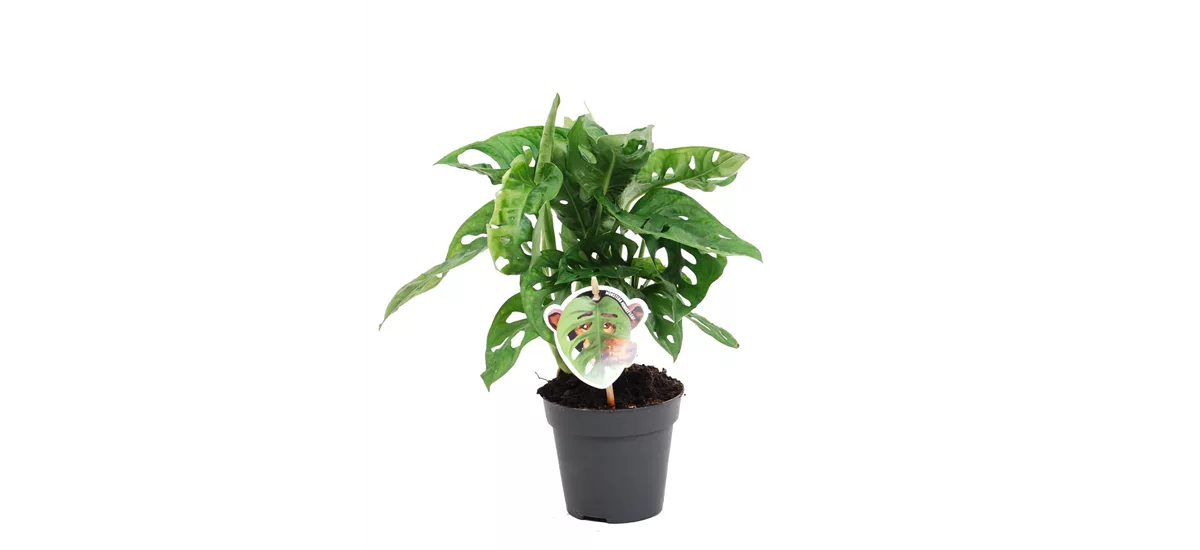 Fensterblatt 'Monkey Leaf' Topfgröße 12 cm, Pflanzenhöhe 25 cm