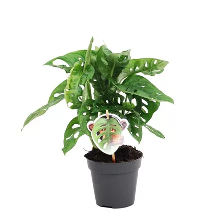 Fensterblatt 'Monkey Leaf'