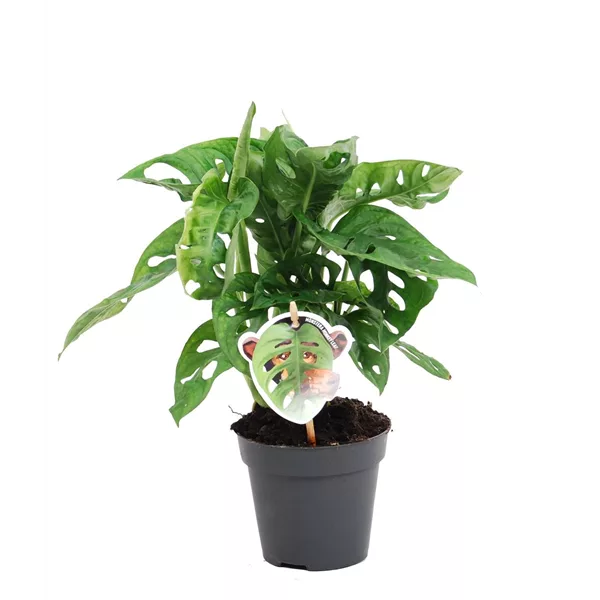 Fensterblatt 'Monkey Leaf'