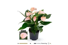 Flamingoblume 'KARMA Joli Peach' Topfgröße 12 cm, Pflanzenhöhe 35 cm