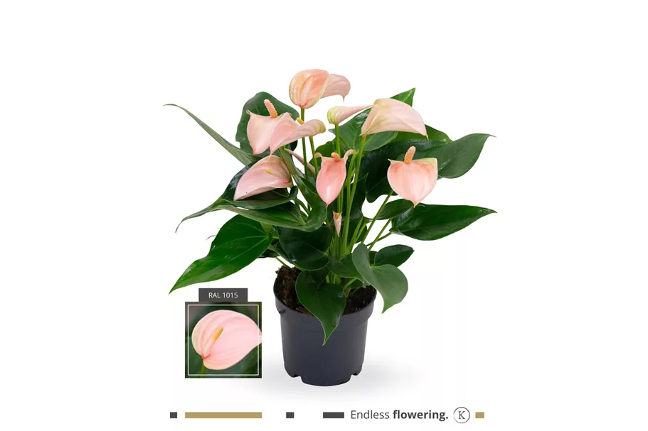 Flamingoblume 'KARMA Joli Peach' Topfgröße 12 cm, Pflanzenhöhe 35 cm