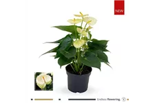 Flamingoblume 'KARMA Lime Vanilla' Topfgröße 12 cm, Pflanzenhöhe 35 cm