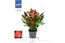 Flamingoblume 'KARMA Million Flowers' Topfgröße 12 cm, Pflanzenhöhe 35 cm