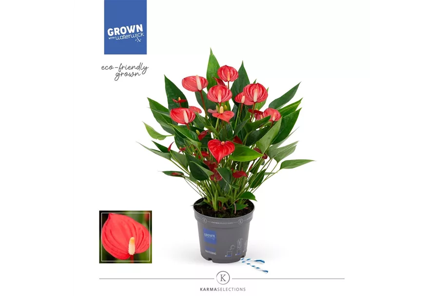 Flamingoblume 'KARMA Million Flowers' Topfgröße 12 cm, Pflanzenhöhe 35 cm