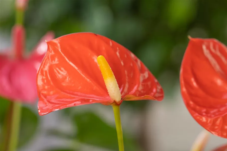 Flamingoblume 'KARMA Orange' Topfgröße 12 cm, Pflanzenhöhe 35 cm