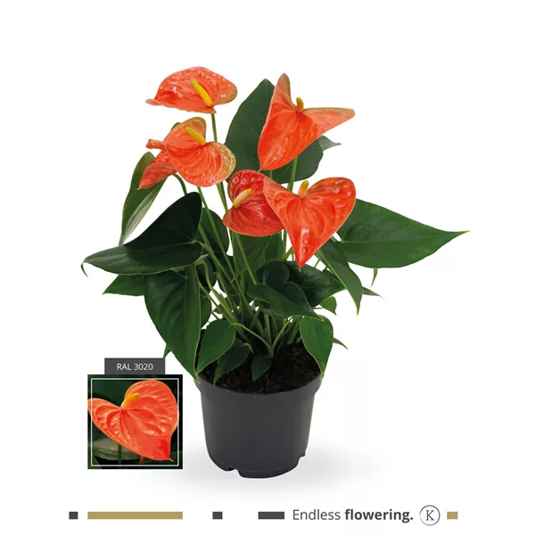 Flamingoblume 'KARMA Orange'