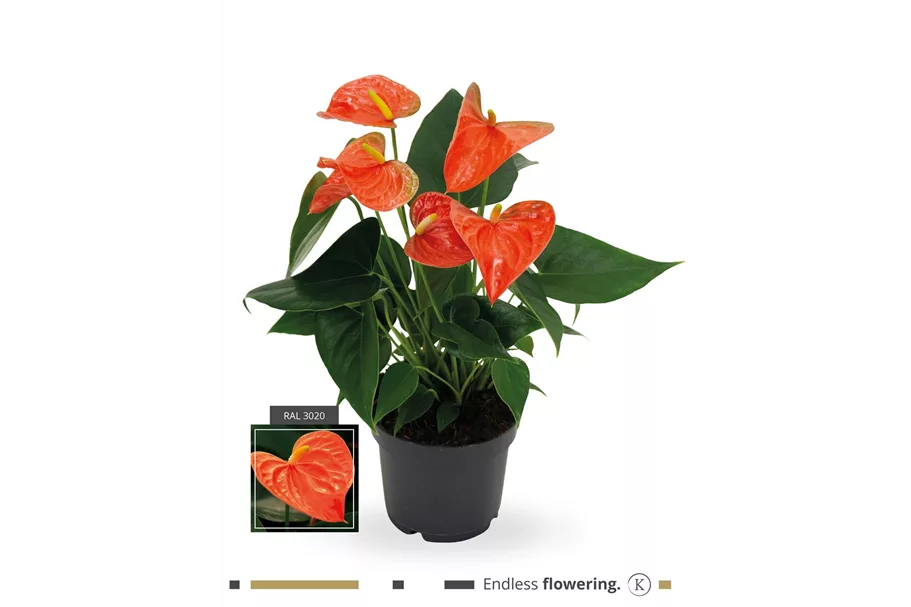 Flamingoblume 'KARMA Orange' Topfgröße 12 cm, Pflanzenhöhe 35 cm