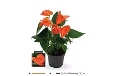 Flamingoblume 'KARMA Orange' Topfgröße 12 cm, Pflanzenhöhe 40 cm