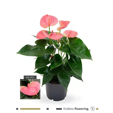 Flamingoblume 'KARMA Pink'