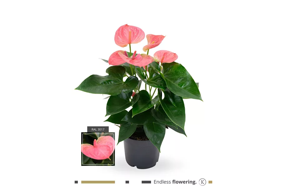 Flamingoblume 'KARMA Pink' Topfgröße 12 cm, Pflanzenhöhe 40 cm